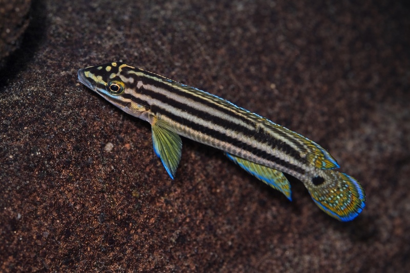 Julidochromis cf. regani 'Kalugunga'